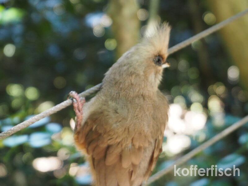 BIRDS OF EDEN – DIE GRÖSSTE VOLIERE DER WELT